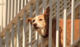 定位追踪神器：轻松守护家人宠物资产，告别丢失焦虑